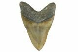 Serrated, Fossil Megalodon Tooth - North Carolina #346337-2